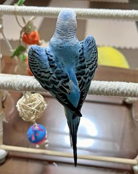 セキセイインコ ワキワキポーズ 後ろ姿 セキセイインコ ワキワキポーズ 後ろ姿 セキセイインコ,ワキワキ,ポーズの写真素材