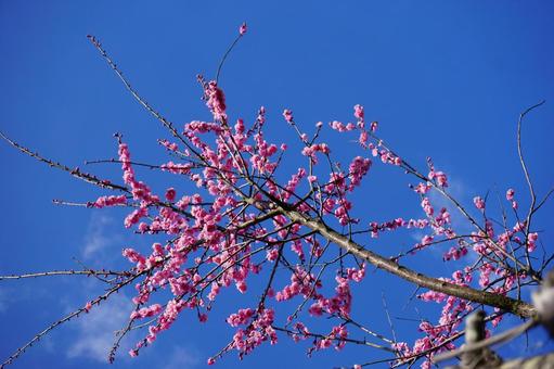 Looking up at plum blossoms, JPG