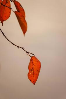 紅葉した葉 秋,紅葉,葉の写真素材