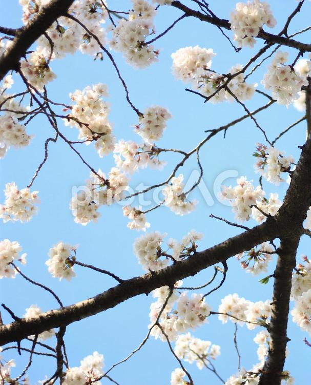 見ごろが長い桜_12 水色,ピンク,桜の写真素材