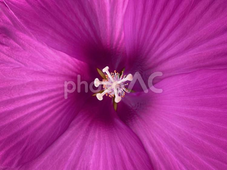 鮮やかな花のマクロ写真_02 花,マクロ,マクロ写真の写真素材