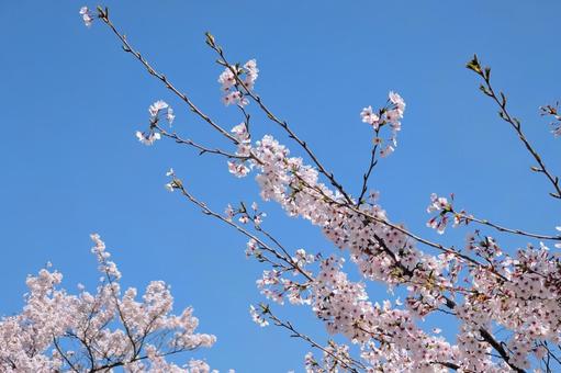 満開の桜と美しい青い空 満開の桜と美しい青い空の写真