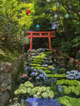 花回廊 花回廊 紫陽花,紫陽花まつり,紫陽花寺の写真素材