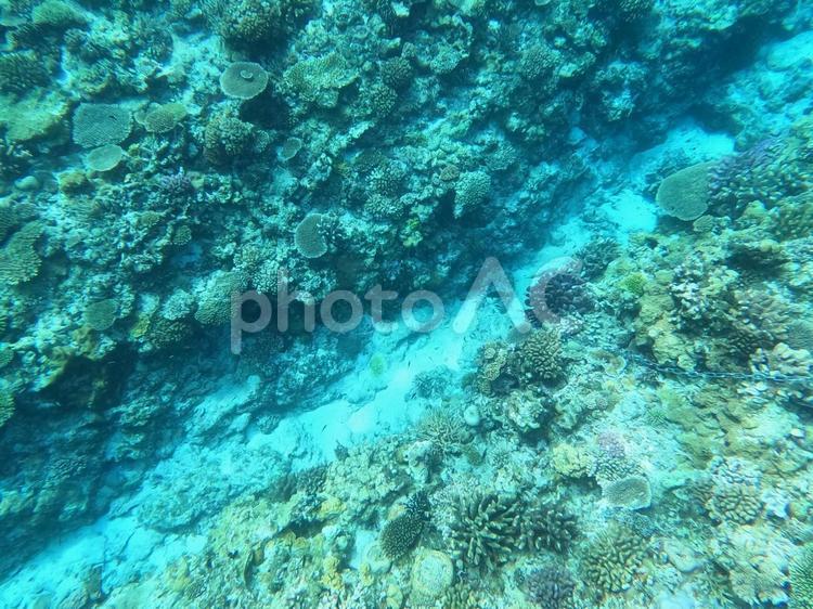沖縄の那覇付近の海の中 海,海中,水中の写真素材