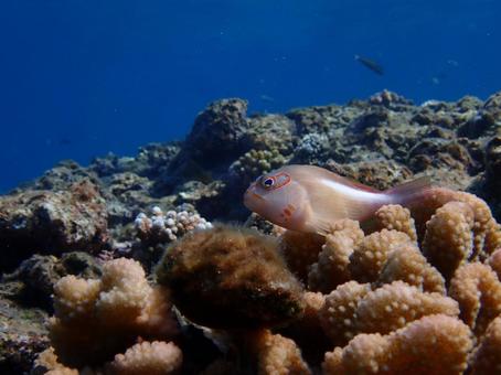メガネゴンべ メガネゴンべ,魚,ダイビングの写真素材