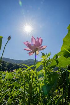 蓮の花 蓮の花の写真