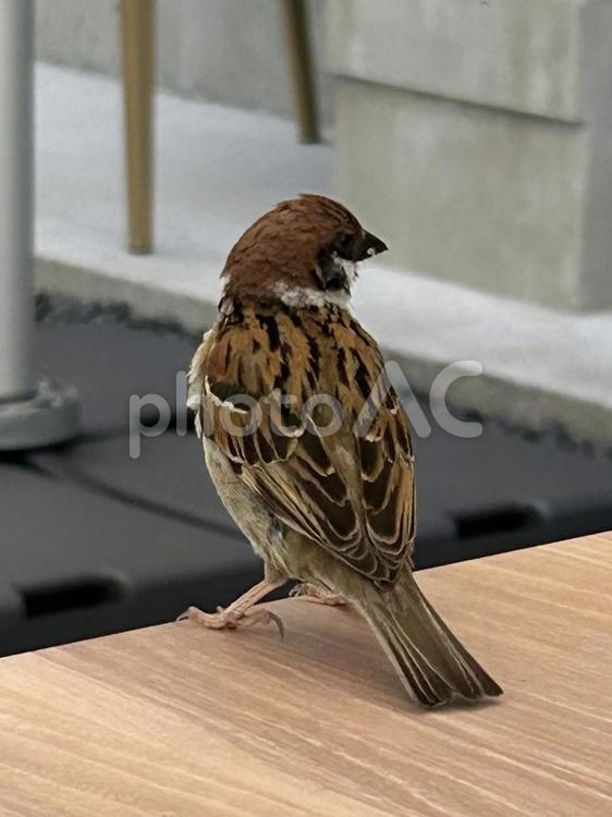 ひと休みのスズメ 鳥,スズメ,茶色の写真素材
