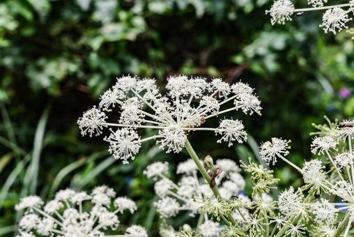 シシウドの花 シシウドの花の写真