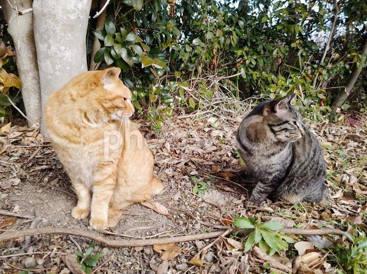自然の中の猫 猫,ネコ,動物の写真素材
