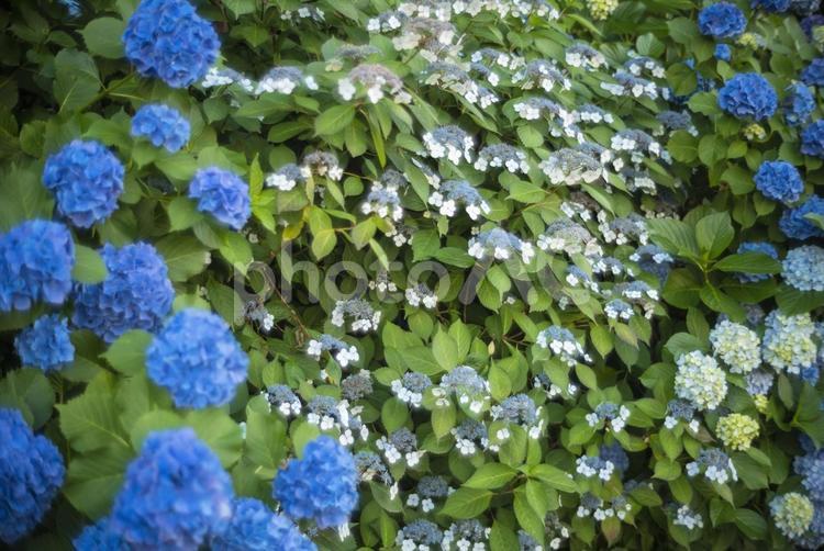 鮮やかな青と白く小さな紫陽花の花 紫陽花,梅雨,植物の写真素材
