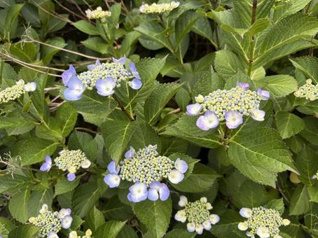 初夏の花 紫陽花 咲き始め 初夏の花 紫陽花 咲き始めの写真