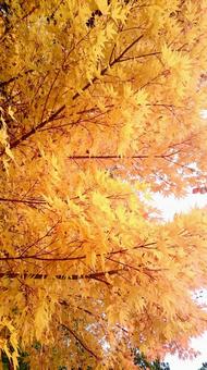 紅葉 紅葉の写真