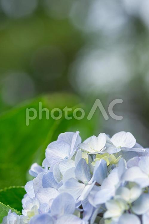 大宮第二公園の紫陽花 アジサイ,梅雨,夏の写真素材