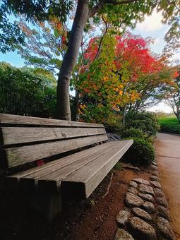 秋のベンチ 道,散策,木道の写真素材