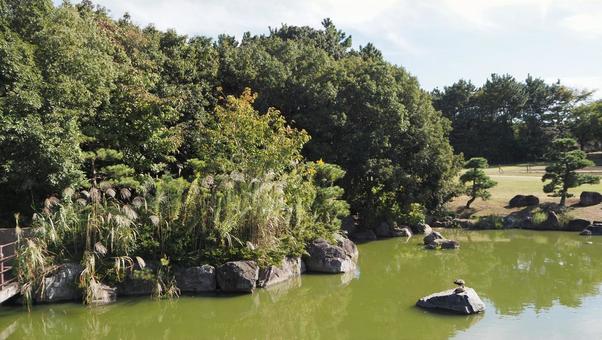 日本庭園のススキ・秋の臨海公園・江戸川区 日本庭園のススキ・秋の臨海公園・江戸川区の写真