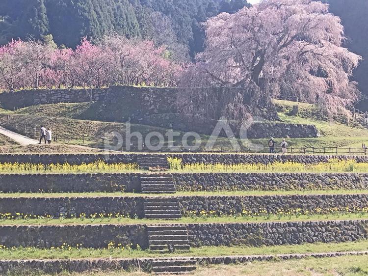 桜　７　水仙と又兵衛桜 花,又兵衛桜,桜の写真素材