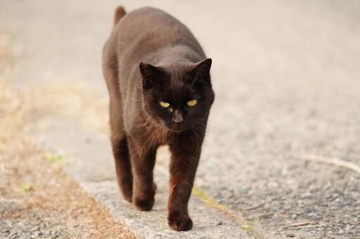福岡 相島（猫島）の地域猫7 相島,あいのしま,猫島の写真素材