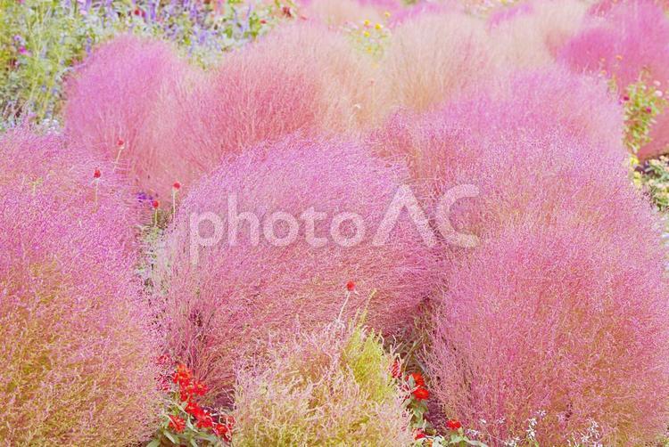 ピンクのまるい可愛いコキアと秋の花々 秋,花,花畑の写真素材