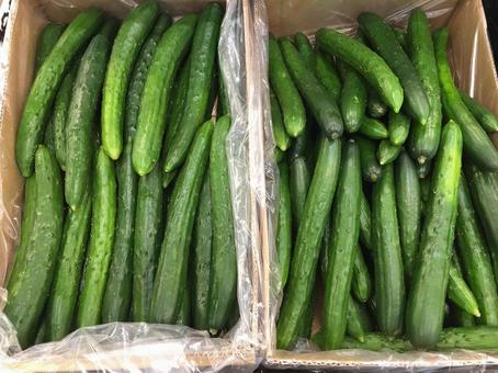 たくさんのきゅうり たくさんのきゅうり きゅうり,キュウリ,胡瓜の写真素材