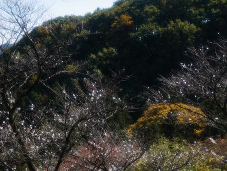 桜山公園の冬桜の写真