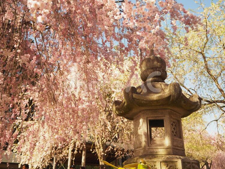 灯篭と満開の桜2 桜,灯篭,神社の写真素材