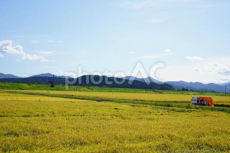 秋の田舎　稲１ 秋,田,稲の写真素材