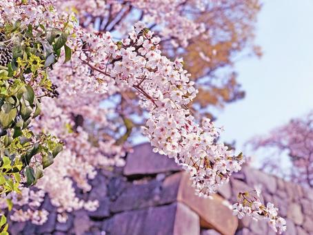 桜 春 さくら 花 日本 桜 春 さくら 花 日本の写真