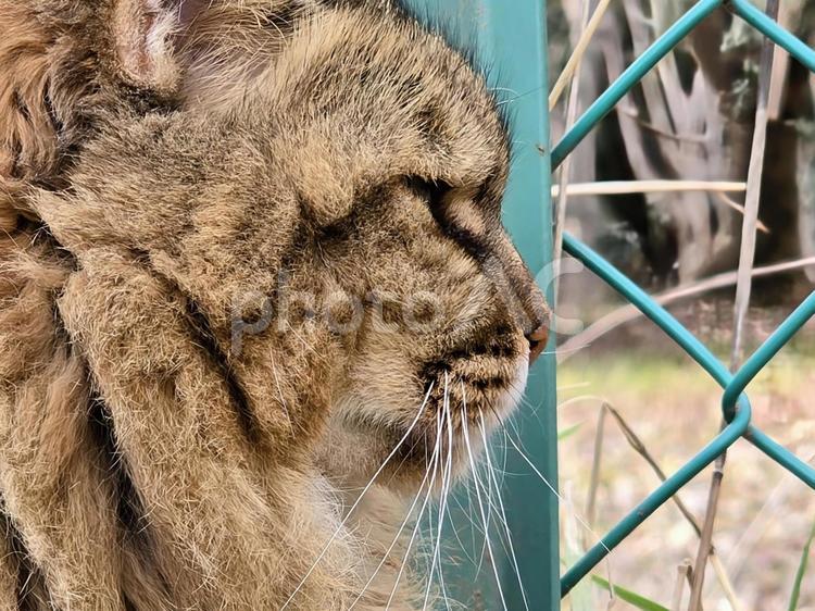 自然の中の地域猫 猫,ネコ,地域猫の写真素材