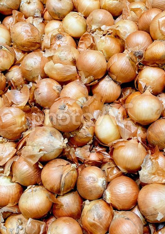 野菜・タマネギ タマネギ,玉ねぎ,玉葱の写真素材