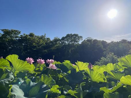 Photo, summer sky, sky, summer, 