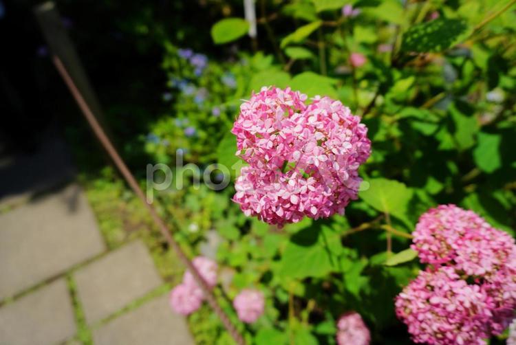 あじさい２９ あじさい,アジサイ,紫陽花の写真素材