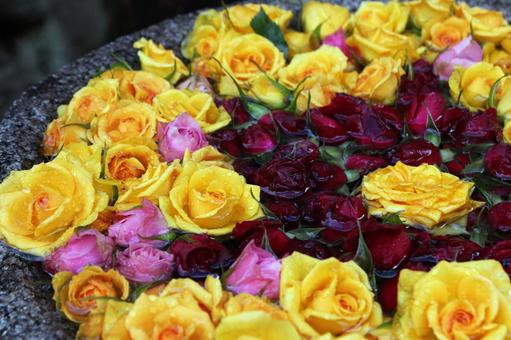 バラの花手水 バラの花手水 自然,カラフル,浮かぶの写真素材