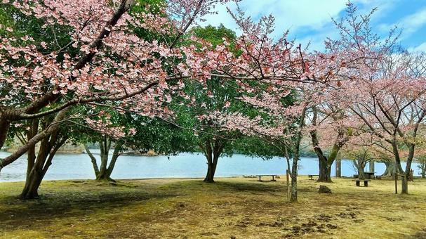春めいた一碧湖の風 一碧湖,桜,早春の写真素材