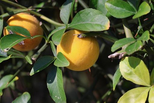緑の葉とオレンジ色のカラタチの実になる木 緑の葉とオレンジ色のカラタチの実になる木 緑,葉,オレンジ色の写真素材