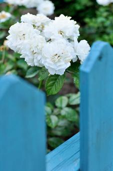 青い柵越しに見るバラ 青い柵越しに見るバラ トキンイバラ,薔薇,バラの写真素材
