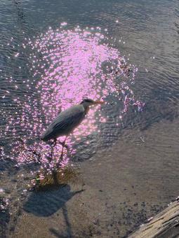 水辺の野鳥 水辺の野鳥の写真