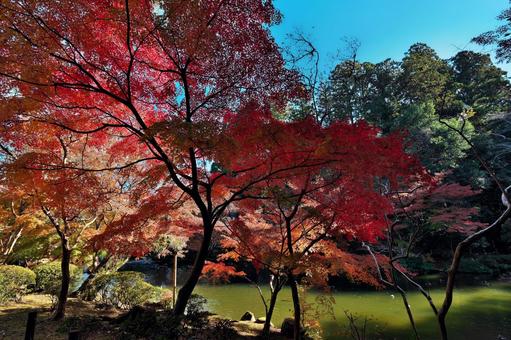 成田山公園の紅葉と龍樹池 千葉県成田市,成田山公園,龍樹池の写真素材