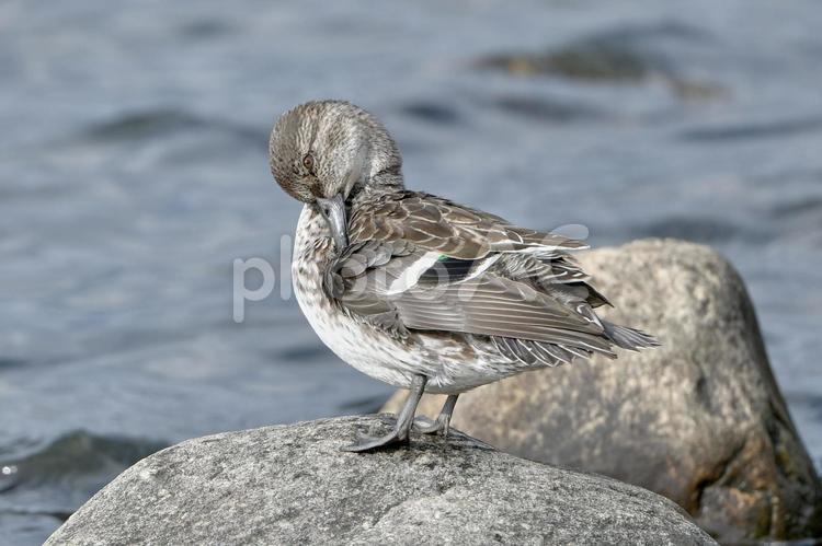羽繕いをするコガモ 冬,鳥,野鳥の写真素材