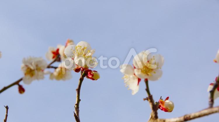早春を告げる梅の花（十郎梅） 梅の花,梅,白の写真素材