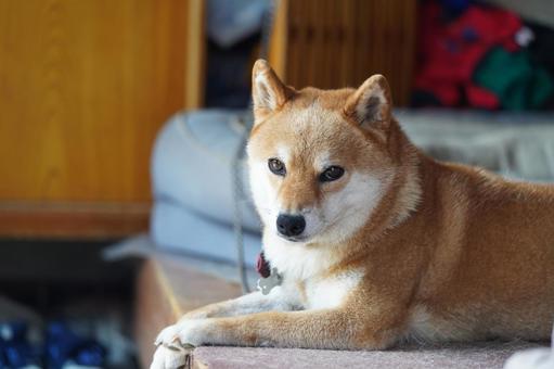 柴犬 ハウス 真顔 2025年9月 柴犬 ハウス 真顔 2025年9月の写真