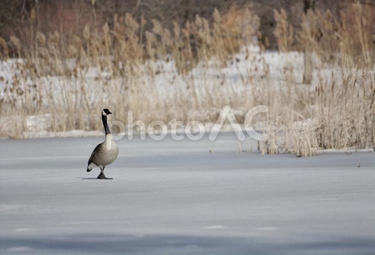 氷上のはぐれ雁 動物,生き物,鳥類の写真素材