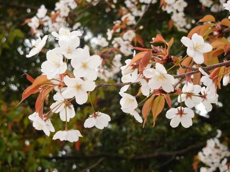 桜32 桜32の写真