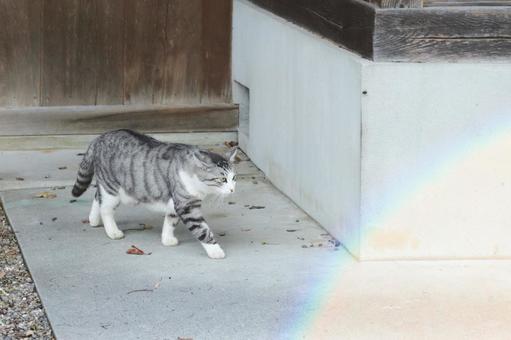 サバ白猫 猫,野良猫,サバ白の写真素材