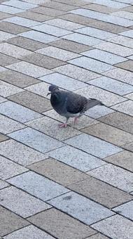 公園のハト 公園のハトの写真