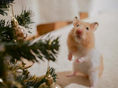 ハムスターのクリスマス クリスマス,メリークリスマス,12月の写真素材