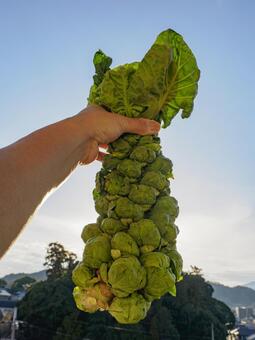 冬空に掲げる新鮮な芽キャベツ 芽キャベツ,野菜,収穫の写真素材
