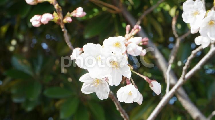 開花した大島桜の白い花びら 桜,開花,大島桜の写真素材
