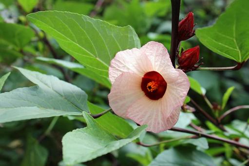 淡いピンクの花ひらが印象的なローゼルの花 淡いピンクの花ひらが印象的なローゼルの花 ローゼル,ハイビスカスローゼル,花の写真素材