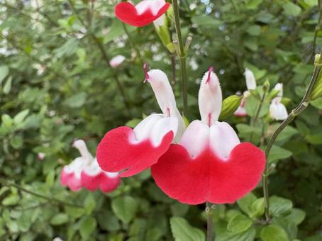 チェリーセージ・ホットリップス 03 チェリーセージ,ホットリップス,花の写真素材