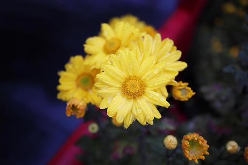 黄色い菊の花 黄色い菊の花の写真